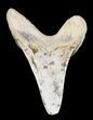 Cretaceous Cretoxyrhina Shark Tooth - Kansas #31645-1